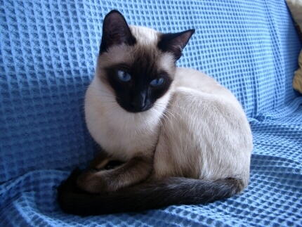 Thai Katzen Thai Katzen