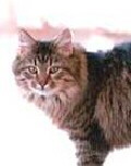 American Bobtail Foto