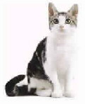 American Wirehair Foto