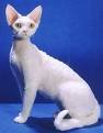 Devon Rex Foto