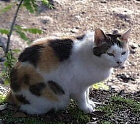 Japanese Bobtail Foto