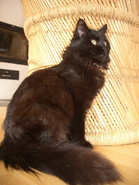 Maine Coon Foto