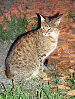 Ocicat Foto