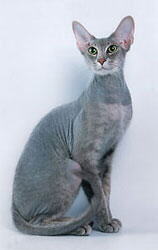 Peterbald Foto