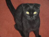 Scottish Fold Foto